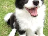 Safkan A Kalite Dişi Erkek Border Collie Yavrularımız