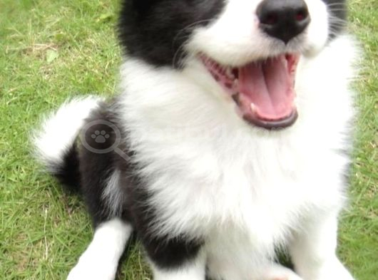 Safkan A Kalite Dişi Erkek Border Collie Yavrularımız görsel