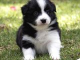 Safkan A Kalite Dişi Erkek Border Collie Yavrularımız
