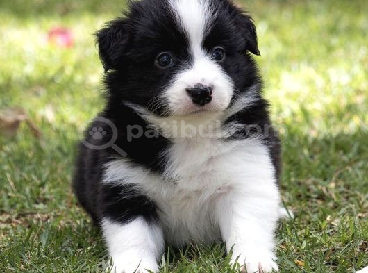 Safkan A Kalite Dişi Erkek Border Collie Yavrularımız görsel