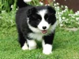 Safkan A Kalite Dişi Erkek Border Collie Yavrularımız