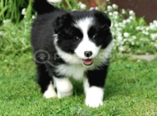 Safkan A Kalite Dişi Erkek Border Collie Yavrularımız görsel