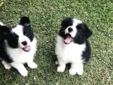 Safkan A kalite dişi erkek border collie yavrularımız