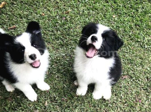 Safkan A kalite dişi erkek border collie yavrularımız