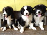 Safkan A Kalite Dişi Erkek Border Collie Yavrularımız