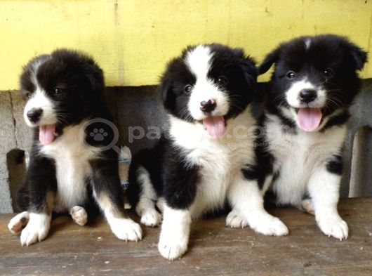 Safkan A Kalite Dişi Erkek Border Collie Yavrularımız görsel