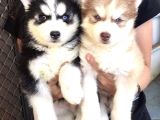 Özel Üretim Dişi Erkek Husky Yavrularımız