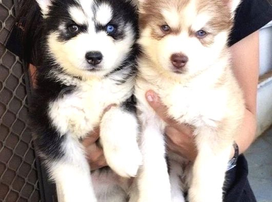 Özel Üretim Dişi Erkek Husky Yavrularımız görsel