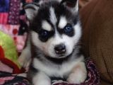 Özel üretim dişi erkek husky yavrularımız