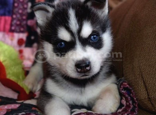Özel üretim dişi erkek husky yavrularımız