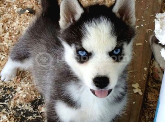 Özel Üretim Dişi Erkek Husky Yavrularımız görsel