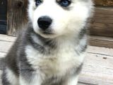 Özel Üretim Dişi Erkek Husky Yavrularımız