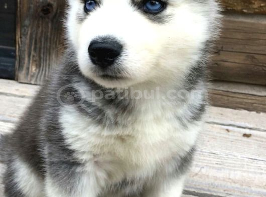 Özel Üretim Dişi Erkek Husky Yavrularımız görsel