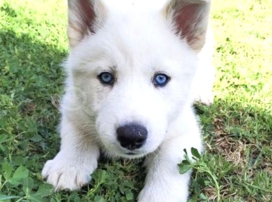 Özel Üretim Dişi Erkek Husky Yavrularımız görsel