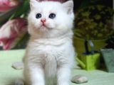 Üst Kali̇te Bri̇ti̇sh Bebekler
