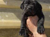 Irk Garantili Cane Corso Yavrular  Sağlıklı ve Bakımlı