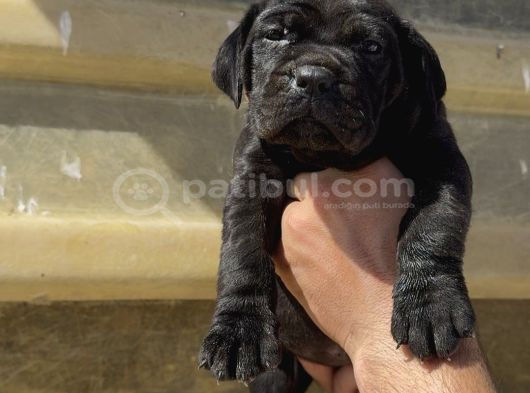 Irk Garantili Cane Corso Yavrular  Sağlıklı ve Bakımlı