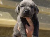 Irk Garantili Cane Corso Yavrular  Sağlıklı Ve Bakımlı