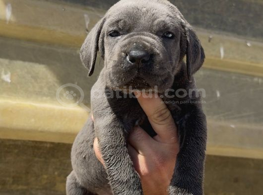 Irk Garantili Cane Corso Yavrular  Sağlıklı Ve Bakımlı görsel
