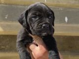 Irk Garantili Cane Corso Yavrular  Sağlıklı Ve Bakımlı