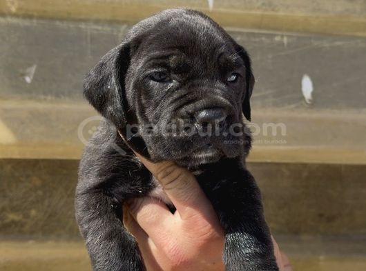 Irk Garantili Cane Corso Yavrular  Sağlıklı Ve Bakımlı görsel