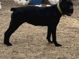 Irk Garantili Cane Corso Yavrular  Sağlıklı Ve Bakımlı
