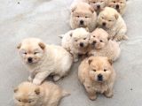 Irk Ve Sağlik Garanti̇li̇ Chow Chow Yavrularimiz