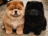 Irk Ve Sağlik Garanti̇li̇ Chow Chow Yavrularimiz