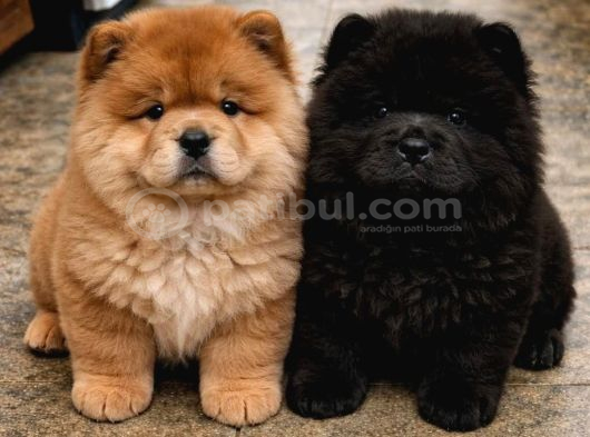 Irk Ve Sağlik Garanti̇li̇ Chow Chow Yavrularimiz görsel