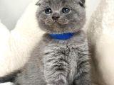 Bi̇rbi̇ri̇nden Güzel Scottish Fold Yavrularim