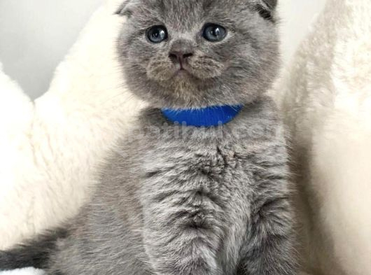 Bi̇rbi̇ri̇nden Güzel Scottish Fold Yavrularim görsel