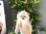 Bi̇rbi̇ri̇nden Güzel Scottish Fold Yavrularim