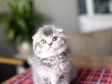 BİRBİRİNDEN GÜZEL SCOTTISH FOLD YAVRULARIM