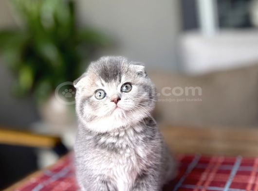 Bi̇rbi̇ri̇nden Güzel Scottish Fold Yavrularim