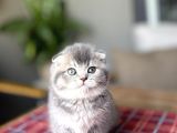 Bi̇rbi̇ri̇nden Güzel Scottish Fold Yavrularim