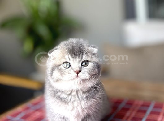 Bi̇rbi̇ri̇nden Güzel Scottish Fold Yavrularim görsel