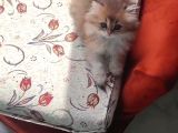 Brithish Longhair Golden Bebekler Denizli