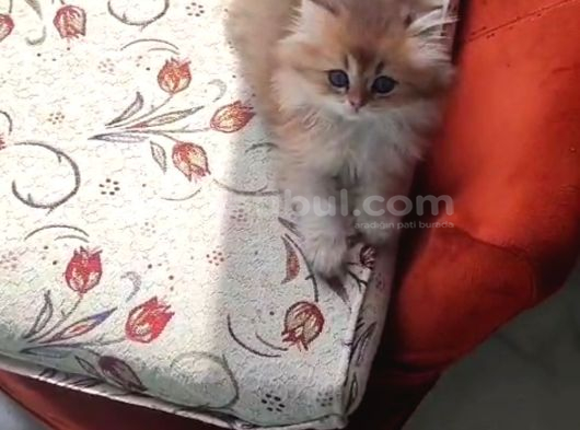 Brithish Longhair Golden Bebekler Denizli görsel