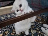 Oyuncu tatlı uslu bebek kediş