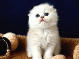 Scottish Fold Silver