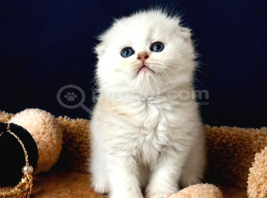Scottish Fold Silver görsel