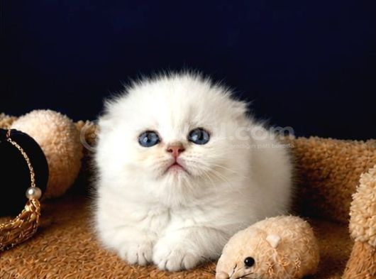 Scottish Fold Silver görsel