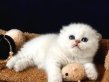 Scottish Fold Silver