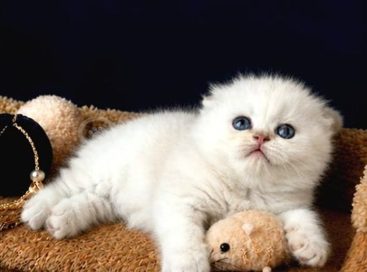 Scottish Fold Silver görsel