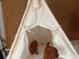Orjinal Toy Poodle Red Brown Ailemizin Yavruları