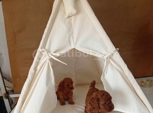 Orjinal Toy Poodle Red Brown Ailemizin Yavruları görsel