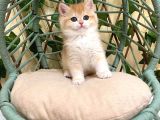 NY12 İrina Dişi British Shorthair Golden