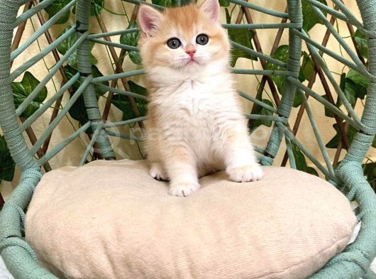 Ny12 İrina Dişi British Shorthair Golden