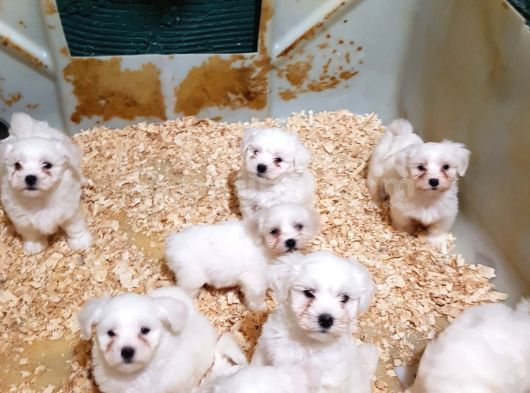 Orijinal Maltese Yavrularimiz görsel