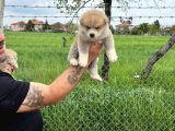 Erkek Disi Japon Akita Inu Yavrularımız